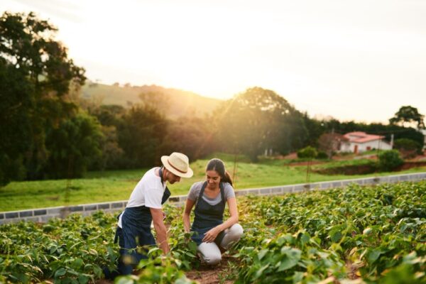 Two farmers in a vegetable field