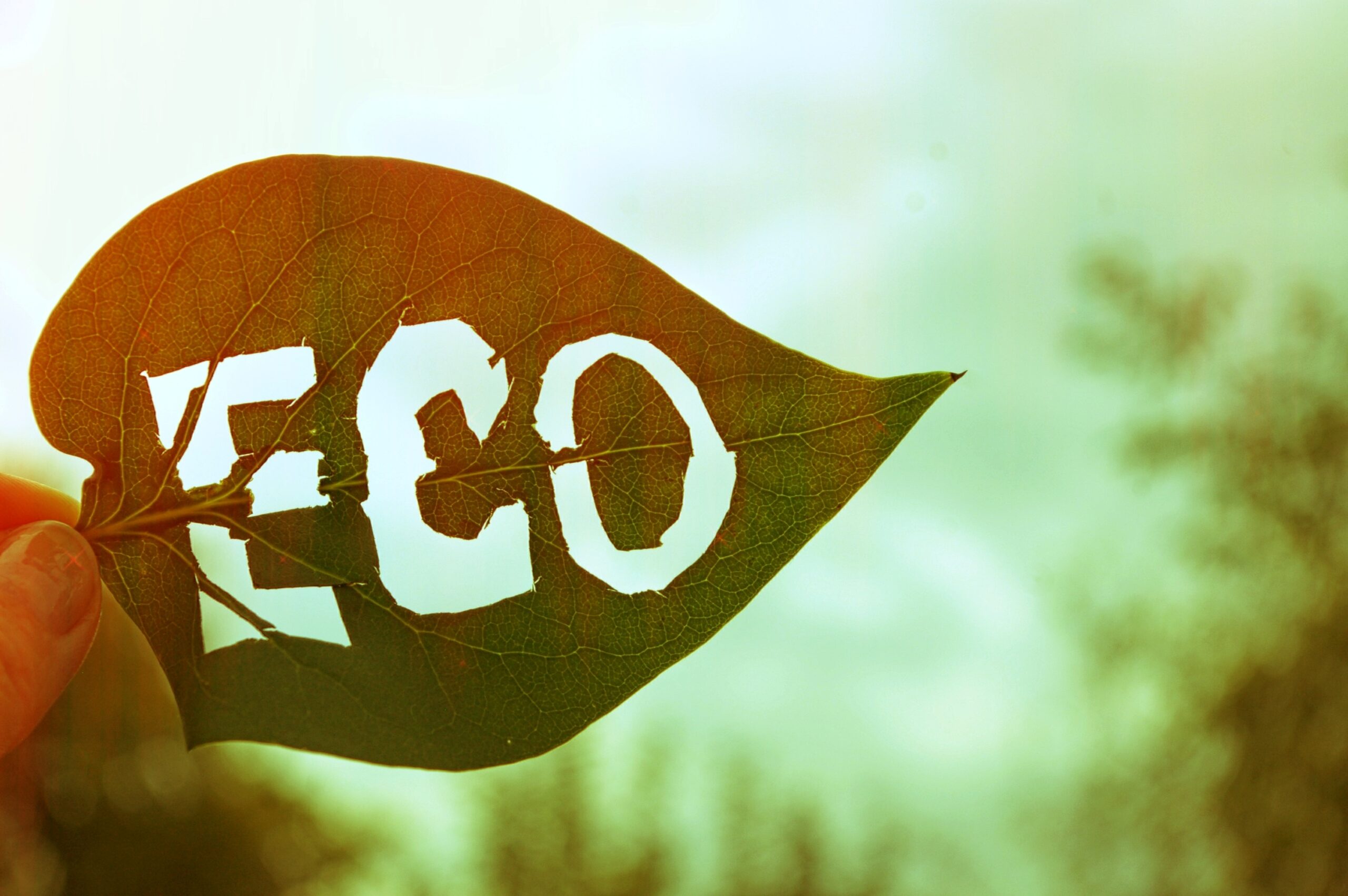 Image for: EU Ecolabel: A record year for sustainable products in Europe