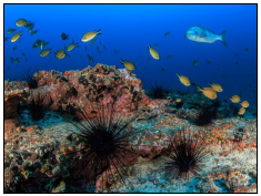 Image for: Tramitación Amb. cable Anjana