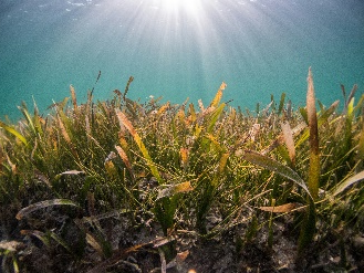 Image for: Diseño de proyectos de carbono azul 