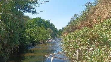Estudio ecosistemas Río Ripoll - Tecnoambiente