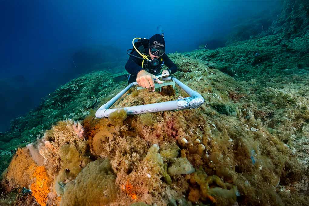 Image for: Consultoría Marina