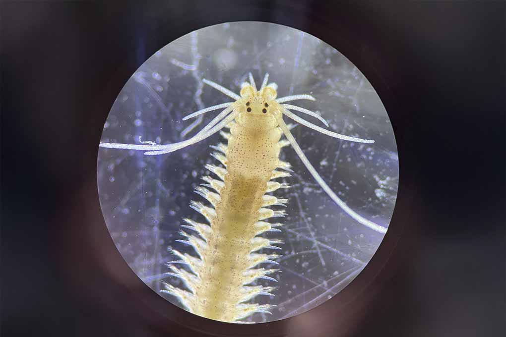 Image for: Análisis de Macrofauna Bentónica