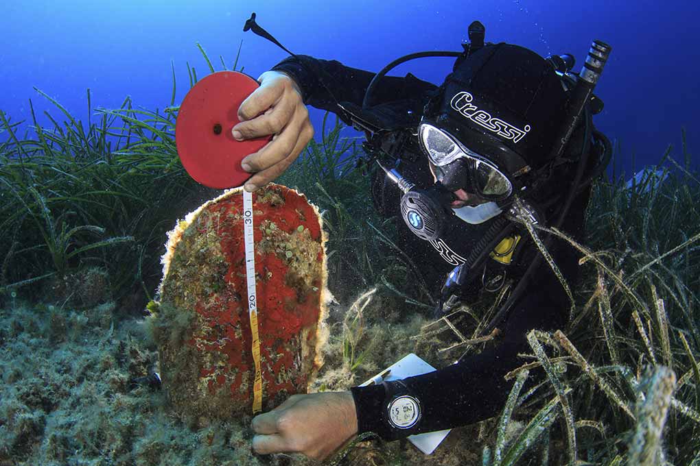 Image for: Biodiversidad Marina y Restauración de Hábitats 