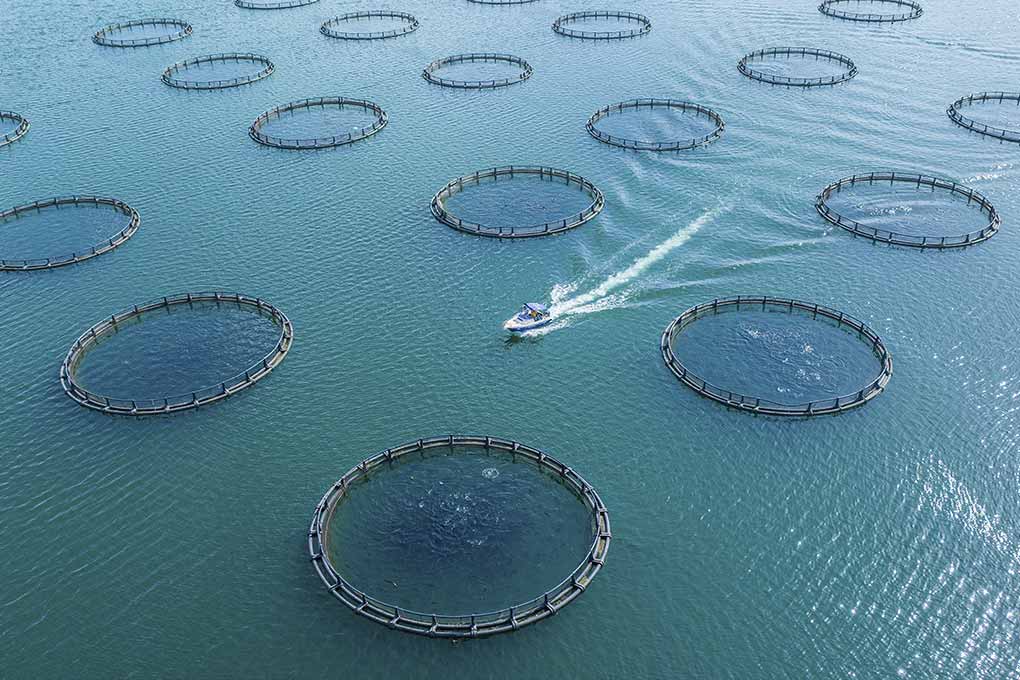 Image for: Acuicultura y Pesca