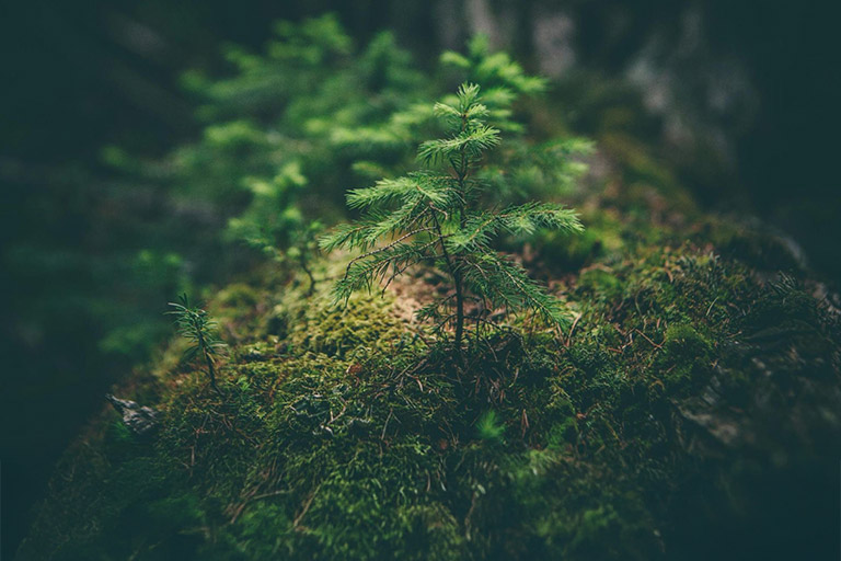 Image for: Consultoría en Sostenibilidad