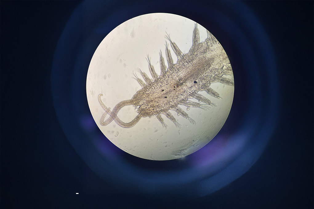 Image for: Bioindicadores