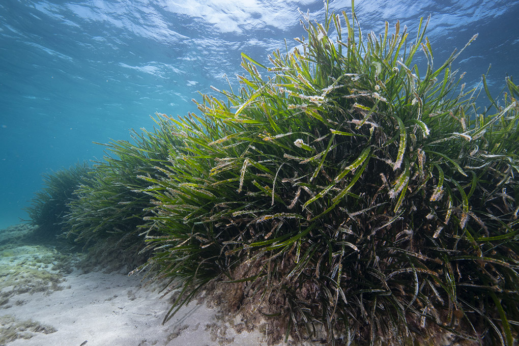 Image for: Medio Ambiente y Oceanografía