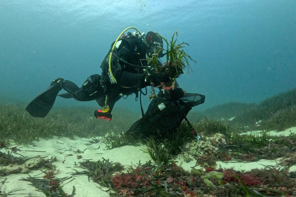 Image for: PortsIB invierte más de 100.000 euros en restaurar la posidonia del puerto de Fornells