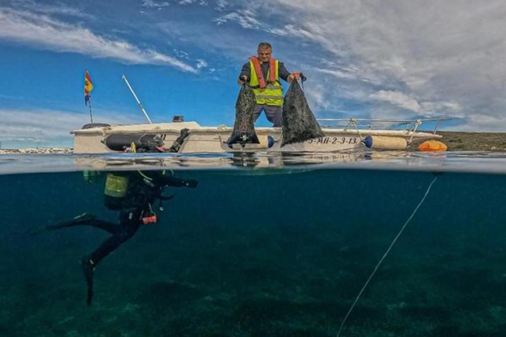 Image for: La plantación de posidonia en Fornells, todo un éxito: sobrevive más del 99% 