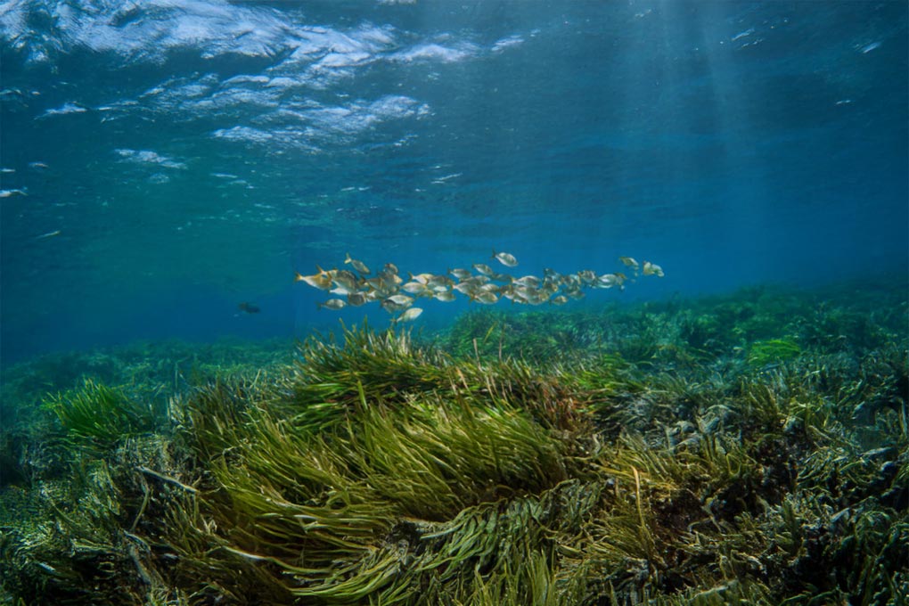 Image for: Mediterranean Blue Carbon Strategy: First Edition 